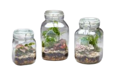 Mason Jar Terrarium